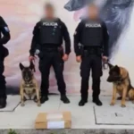 Incautan cocaína líquida con destino a Europa