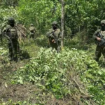 FF.AA. localizó y destruyó 10 mil plantas de coca en Putumayo