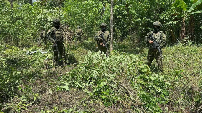 FF.AA. localizó y destruyó 10 mil plantas de coca en Putumayo