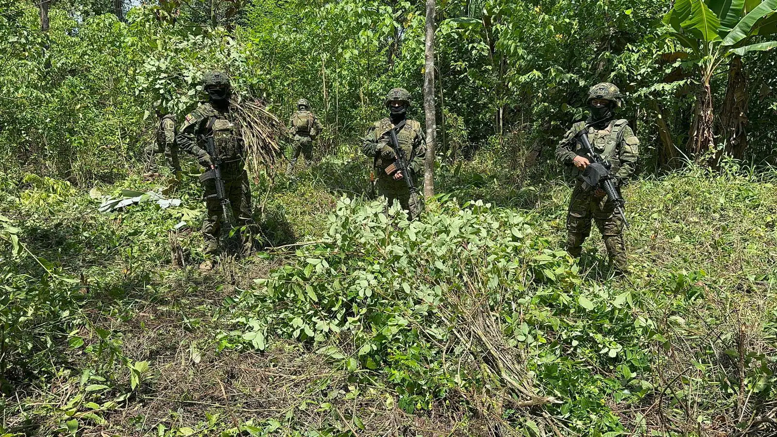 FF.AA. localizó y destruyó 10 mil plantas de coca en Putumayo